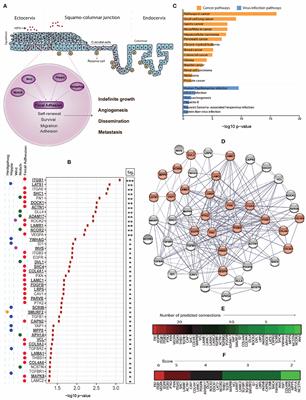 Dysregulation of Stemness Pathways in HPV Mediated Cervical Malignant Transformation Identifies Potential Oncotherapy Targets
